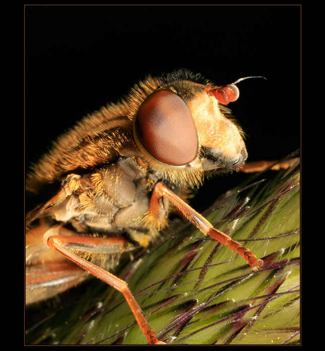 Pestřenka