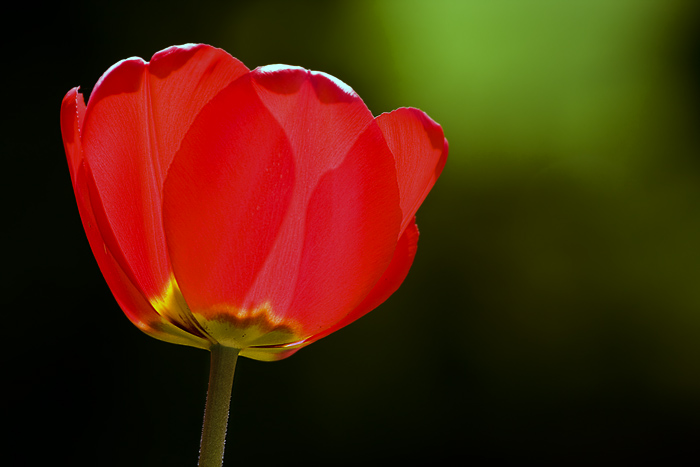 Tulipan