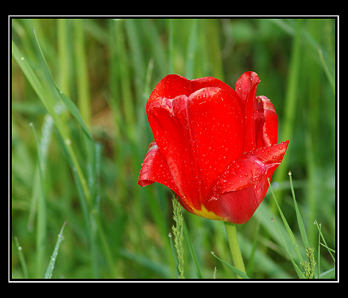 Tulipánek