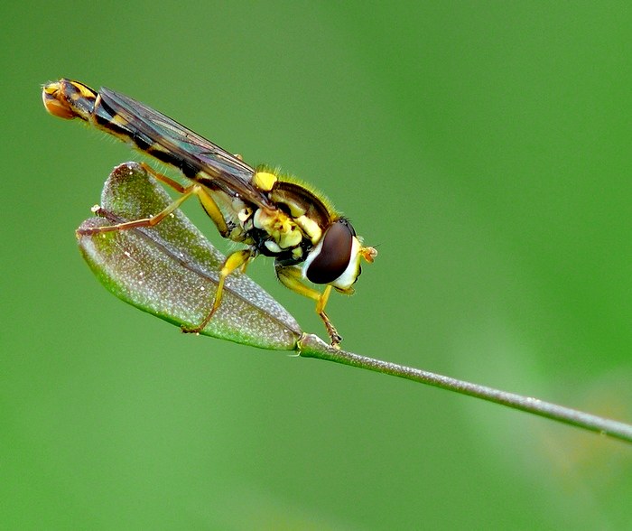 Pestřenka