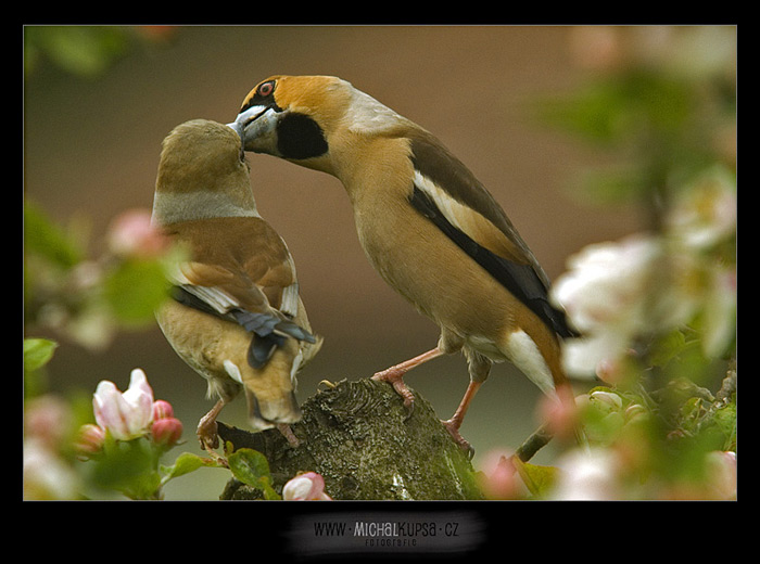 Nezapomeňte na pusu pod rozkvetlým stromem
