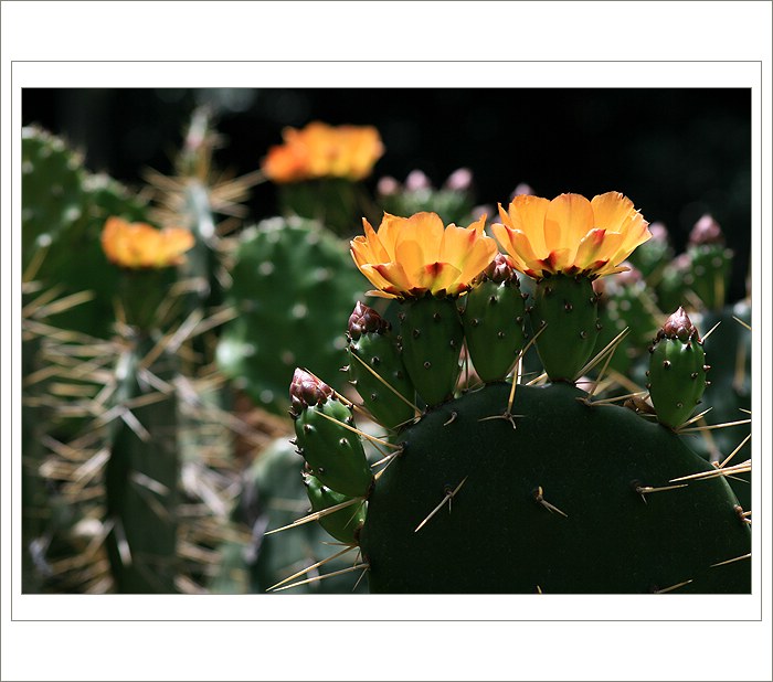 *** Jardín Botánico ***