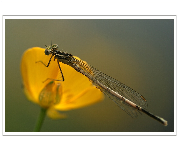 *** Co by tomu asi řekl Dan Bárta :))? ***