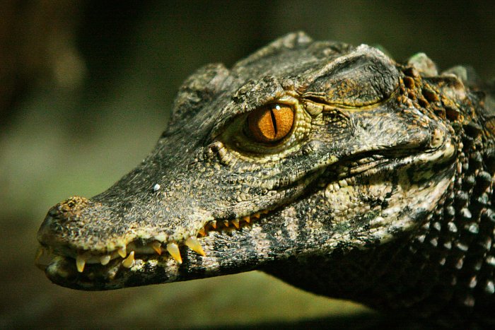 Kajmánek trpasličí