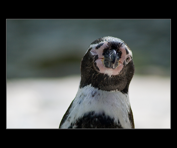 Takhle mrkáme my v zoo!