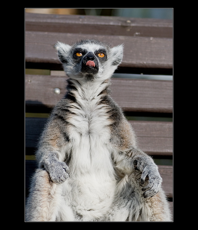 Pohoda, klídek a leháro