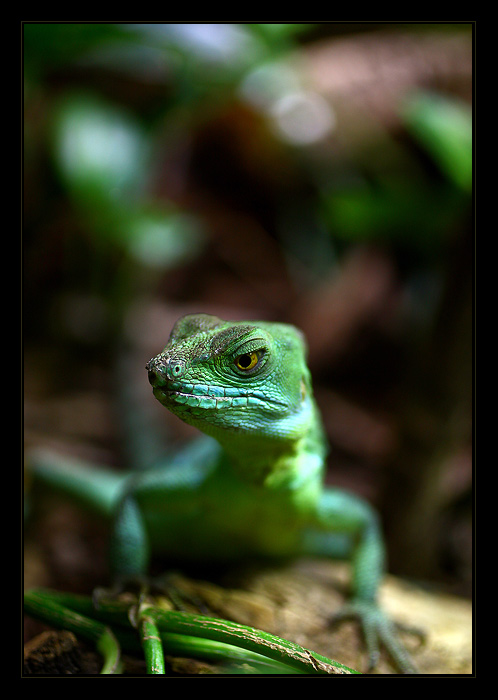 .. Tyranosaurus Rex ..