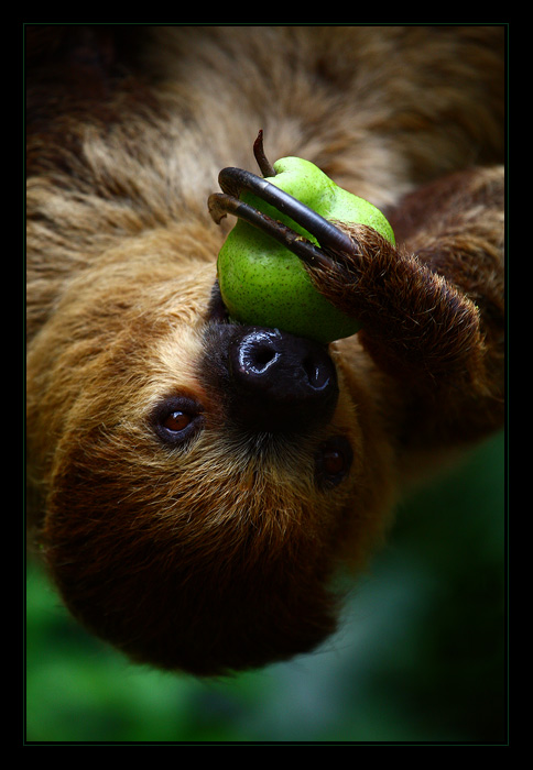 .. lenochod dvouprstý ..