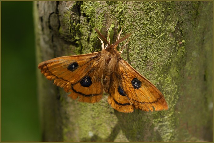 Martináček bukový