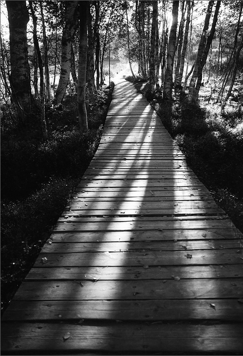 Šumná Šumava.......... K Chalupské slati