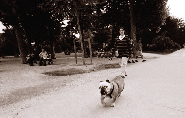 bulldog