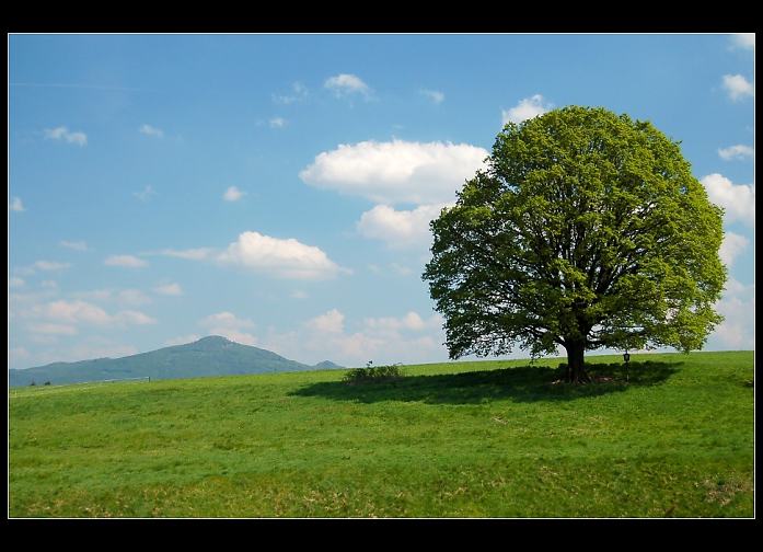 strom náš vezdejší