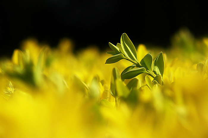na potulke živým plotom
