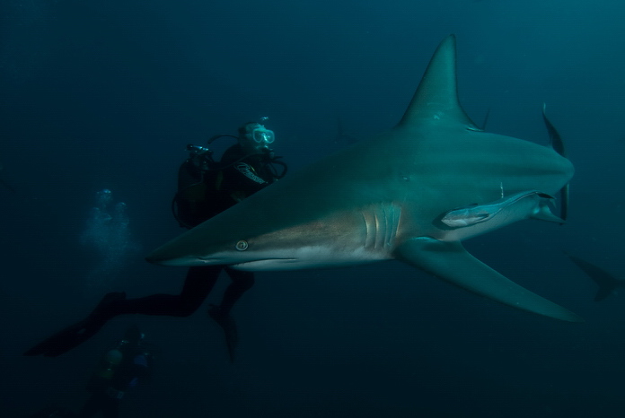 Shark in the dark