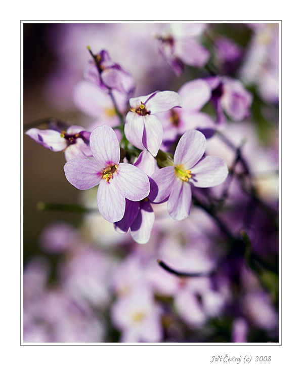 Fialová nálada III.