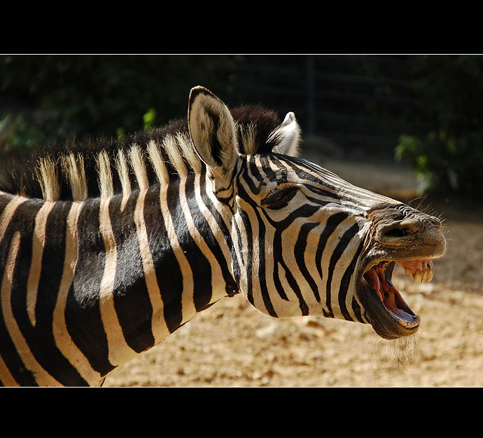 Zebra