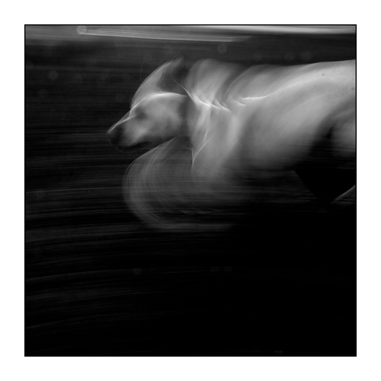 - Dog Ghost -