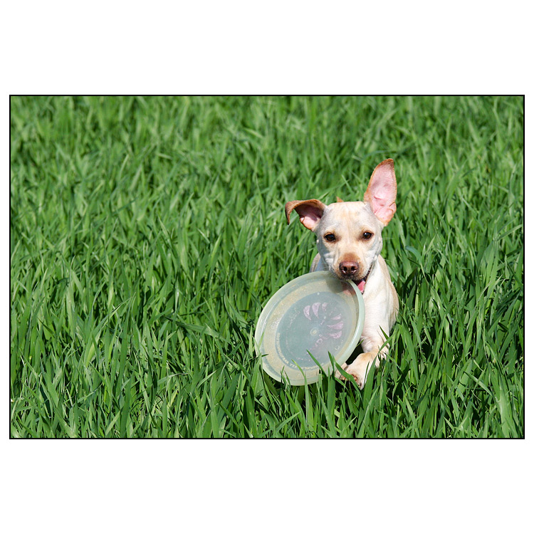 Frisbee