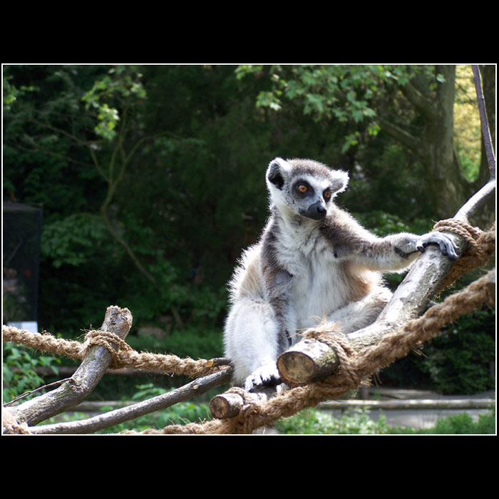 Lemur Kata