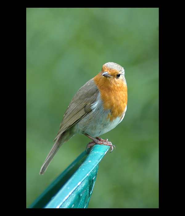 Červenka obecná (Erithacus rubecula)