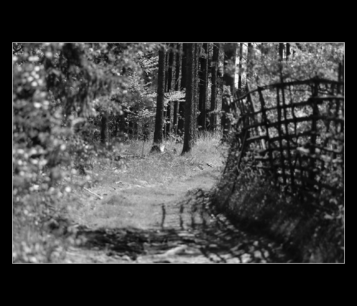 = Před dubem, za dubem =