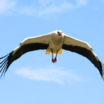 star gate: gouldské vesmírné plavidlo