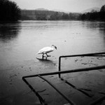 swan lake