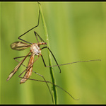 hlavou stéblo neprorazíš