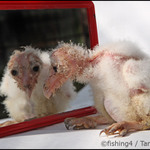 Ráno pred zrcadlem ...