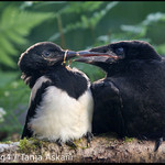 ... a proč se říká ...