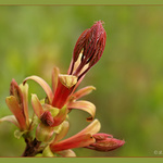 Listovní tajemství 3