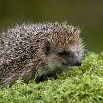 "Po ránu nemám náladu na focení..!"