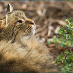 Alpy-Cica v Gmünde 01