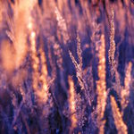 První známky jara...