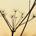 Skupenství života...