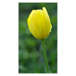 Zalejval jsem zahrádku...