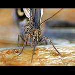 Fata Morgana 2008 II.