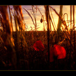 ..Posledné chvíľky..II