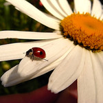 Má mě rád, nemá mě rád