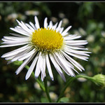 "Som taká obyčajná"