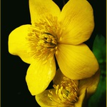 Rešovské blatouchy