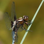 ...ve znamení vážek...