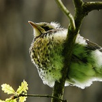 Nová generace už trénuje....Mladý drozd