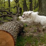 ...letající Falco.....:-)