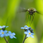 Dlouhososka velká (Bombylius major)