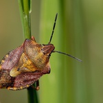 Kněžice ostrorohá