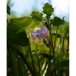 Jak to vidí mravenci...