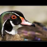 Kachnička karolínská