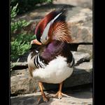 Kachnička mandarínská