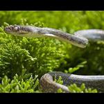 Z daleké Austrálie